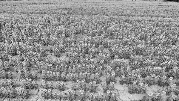 Luchtfoto van prachtige zonnebloemen veld — Stockfoto