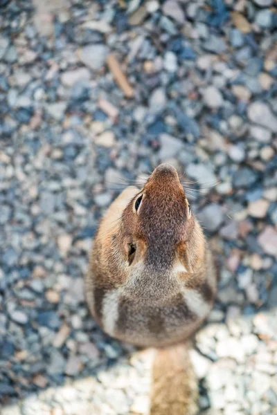 바위에 다람쥐, 산 환경에서 오버 헤드 보기 — 스톡 사진