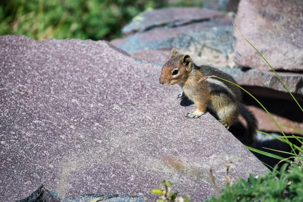 Ekorre på en klippa, fjällmiljö — Stockfoto