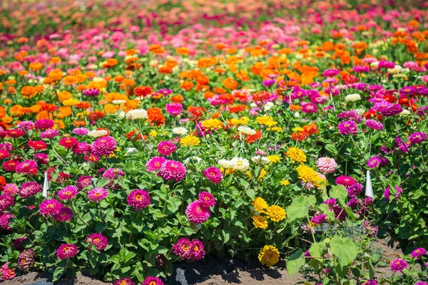 Magnífico jardín de flores multicolor buttercups —  Fotos de Stock