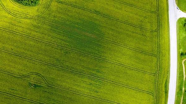 Vista aérea aérea de hermosos prados amarillos en campo abierto —  Fotos de Stock