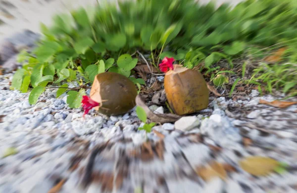 Rozmazaný pohled tropické pláže — Stock fotografie