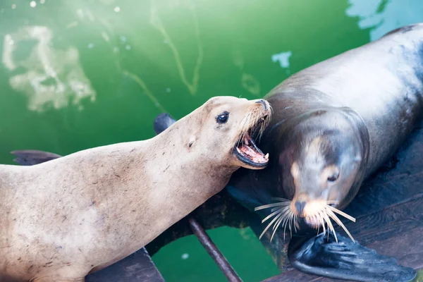 Sea Lions uno contra el otro — Foto de Stock