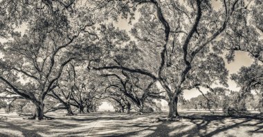 Meşe Sokağı Plantation panoramik görünümü, Louisiana