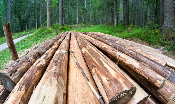 Pezzi impilati di alberi — Foto Stock