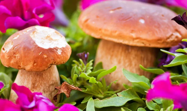 Композиция Boletus Mushrooms, Италия — стоковое фото