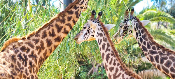 Girafes wating feuilles d'arbre — Photo