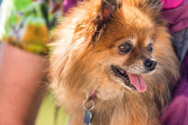 Spitz kahverengi köpek