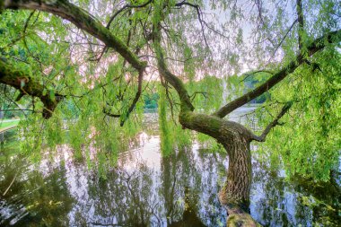 Güzel bir göl üzerinde yeşil yaprakları ile izole ağaç görünümünü