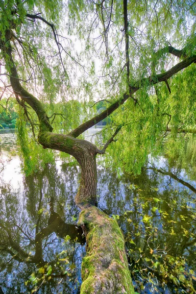 Prachtig uitzicht van geïsoleerde boom met donkergroene bladeren op een meer — Stockfoto