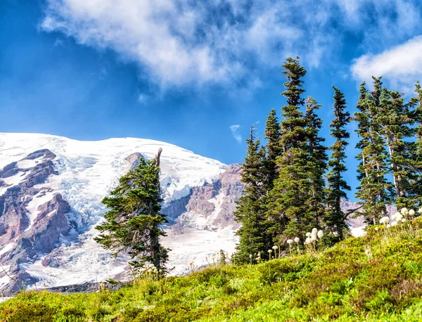 Breen i Mount Rainier om sommeren – stockfoto