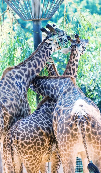Giraffes eating tree leaves — Stock Photo, Image