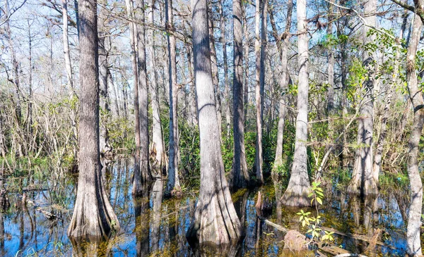 Everglades träsk, Florida — Stockfoto