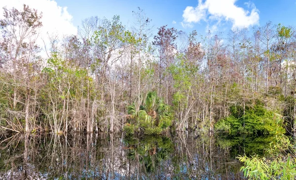 Βάλτο Everglades, Φλόριντα — Φωτογραφία Αρχείου
