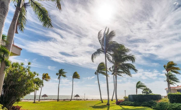 Caribische landschap met palmen en bomen — Stockfoto