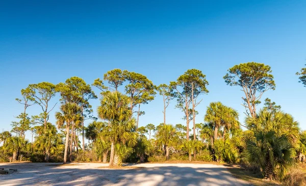 Beautiful caribbean scenario. Pinewood and tree shadows at dusk — Stock Photo, Image