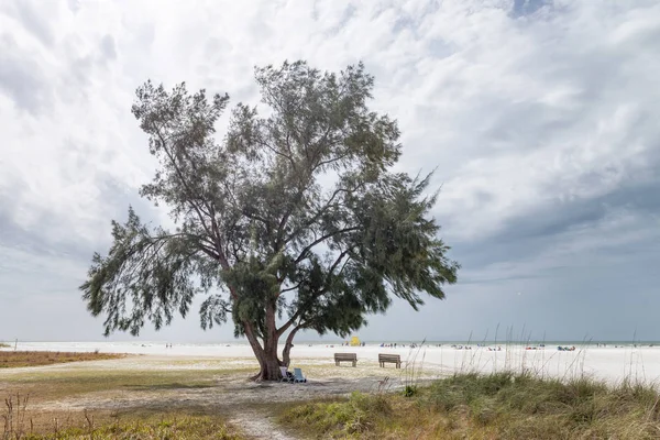 Árbol solitario en la playa con mal tiempo —  Fotos de Stock