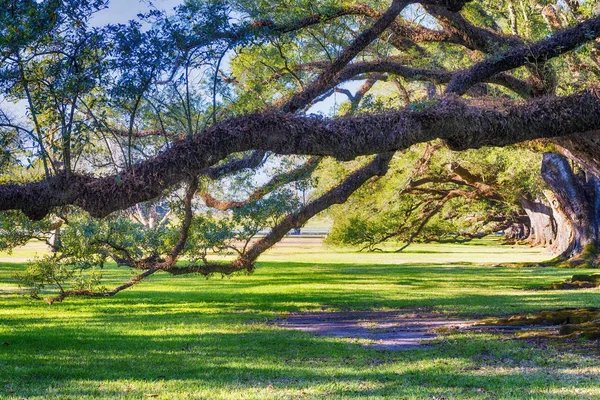 Plantación de roble callejón — Foto de Stock