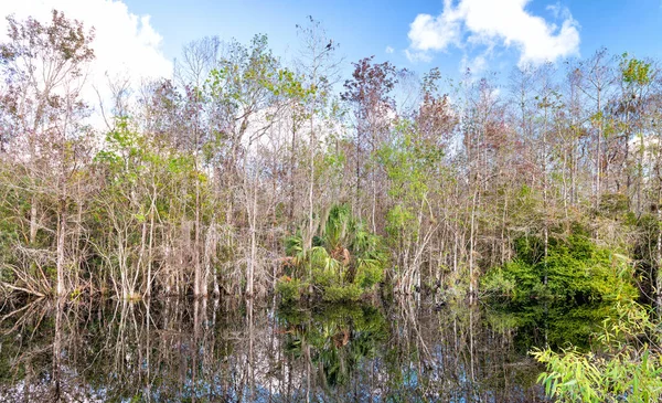 Everglades bažiny, Florida — Stock fotografie