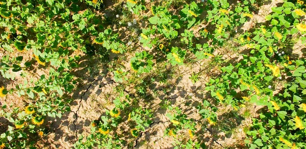 Campo de girassóis, vista aérea no verão — Fotografia de Stock