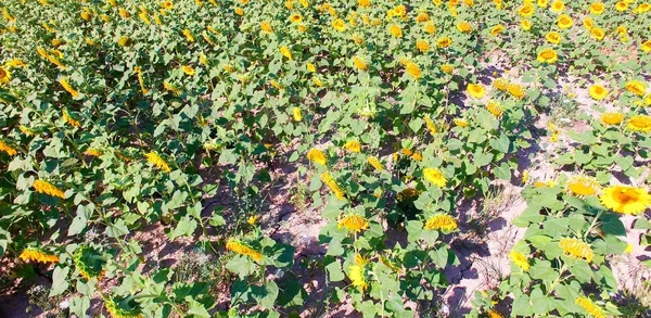 Aerial view of sunflowers meadow in summer season — Stock Photo, Image