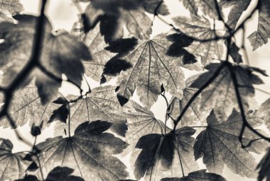 Arkadan aydınlatmalı yeşil ağaç yaprak. Sezon ve doğa kavramı