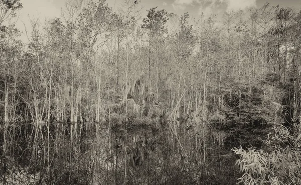 Everglades swamp, Florida — Stock Photo, Image