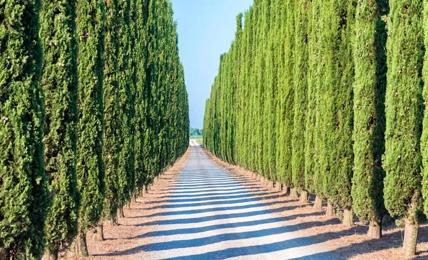 Cypress avenue in Toskania — Zdjęcie stockowe
