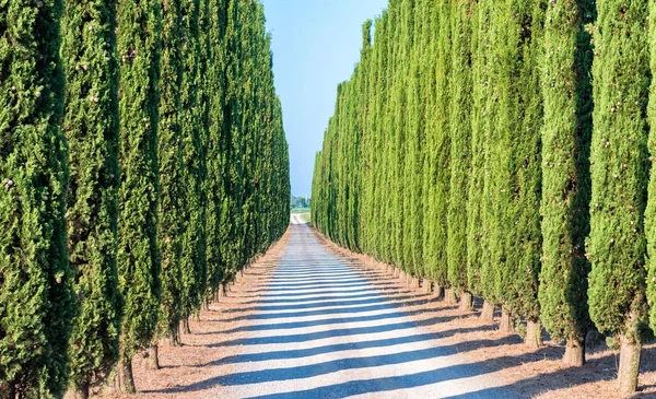 Ciprés avenida en Toscana —  Fotos de Stock