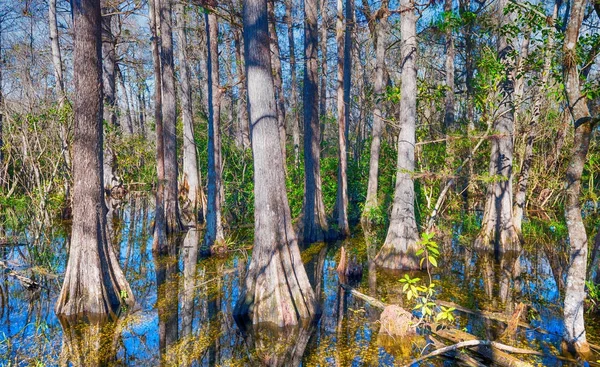 Everglades swamp, Florida — Stock Photo, Image