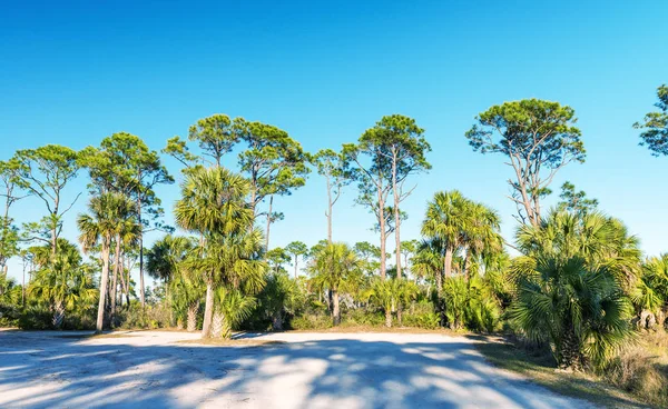 Vackra karibiska scenario. Pinewood och träd skuggor i skymningen — Stockfoto