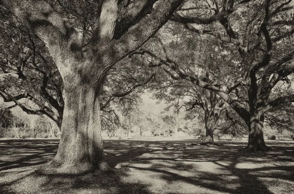 Meşe Sokağı Plantation. Louisiana - ağaçlar ve Bahçe — Stok fotoğraf