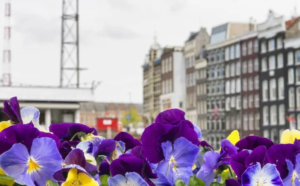 Amsterdam Gebäude mit Blumen im Vordergrund — Stockfoto