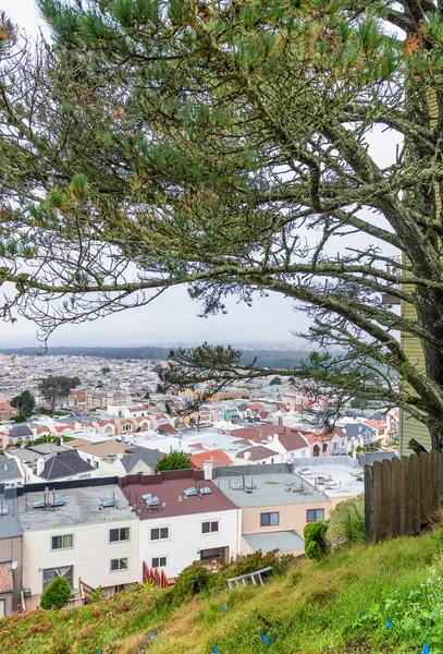 Huizen van San Francisco omlijst door bomen — Stockfoto