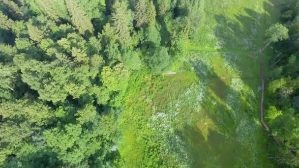 Increíble Vista Aérea Del Río Bosque Verde — Vídeo de stock