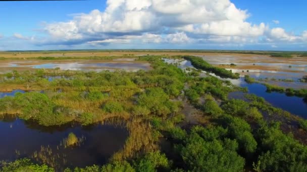 Вид Воздуха Болота Эверглейдс Флорида Сша Видео — стоковое видео