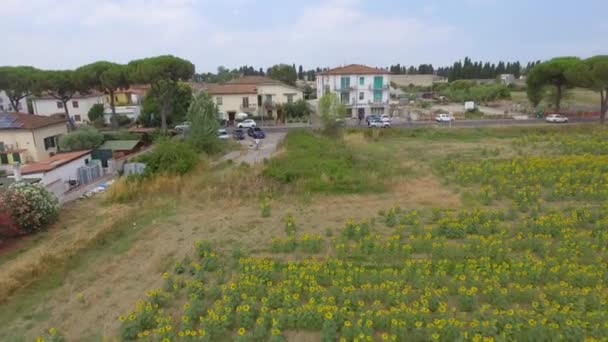 Overhead Aerial View Beautiful Sunflowers Field — Stock Video