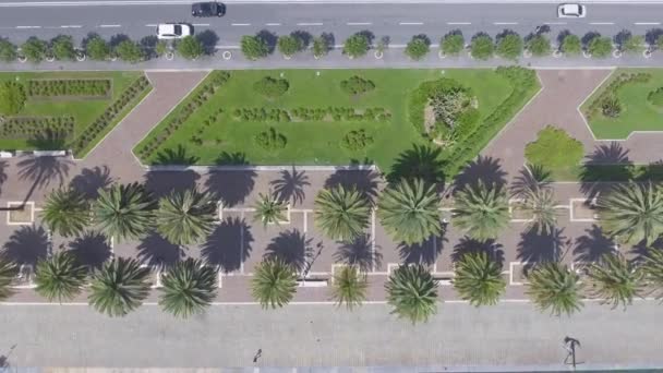 Overhead Luchtfoto Van Stad Promenade Met Groene Palmbomen Video — Stockvideo