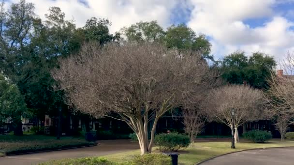 New Orleans Amerikai Egyesült Államok 2016 Február Gyönyörű Jackson Tér — Stock videók