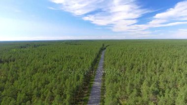 Güzel yol orman boyunca hava görünümünü. Video 