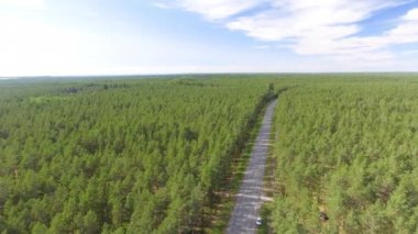 Güzel yol orman boyunca hava görünümünü. Video 