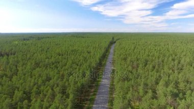 Güzel yol orman boyunca hava görünümünü. Video 