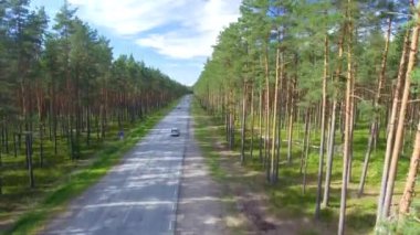 Güzel yol orman boyunca hava görünümünü. Video 