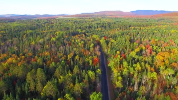 Panoramic Aerial View Colorful Forest Autumn — Stock Video