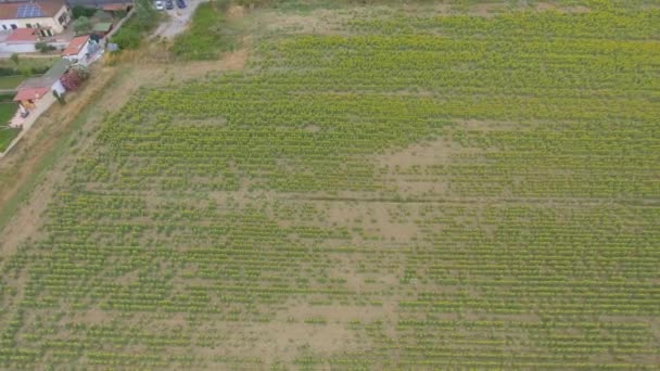 Overhead Flygfoto Över Vackra Solrosor Fält — Stockvideo