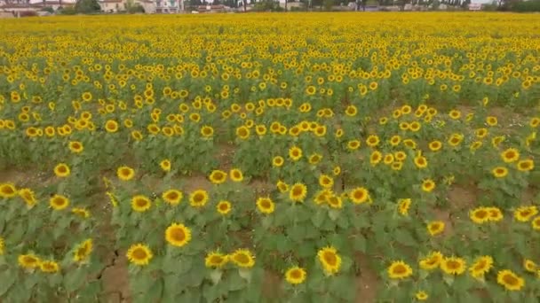 Overhead Flygfoto Över Vackra Solrosor Fält — Stockvideo