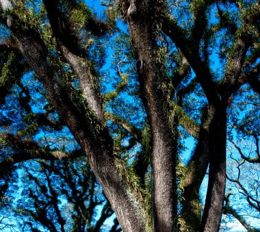 Queensland, Avustralya 'daki Sakallı Mossman Ağaçlarının Dokuları
