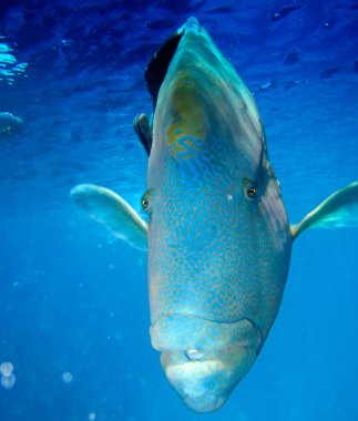 Humphead Maori Wrasse Face on the Great Barrier Reef, Queensland, Australia clipart