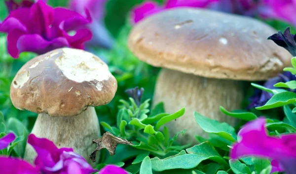 Boletus Mushrooms Other Vegetation Itália — Fotografia de Stock