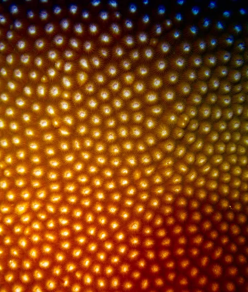 Renkleri Dokuları Great Barrier Reef Queensland Avustralya — Stok fotoğraf